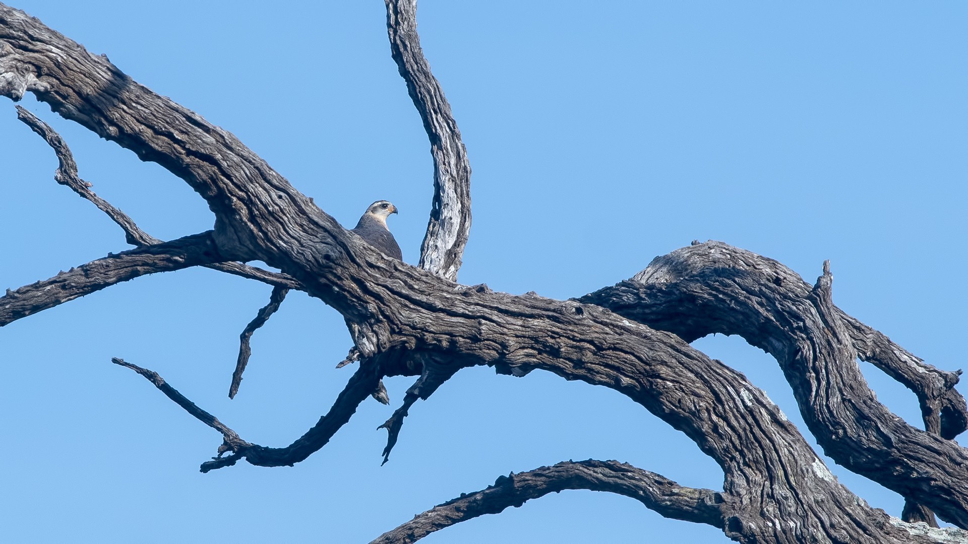 Ovambo Sparrowhawk — Ana fotoğraf
